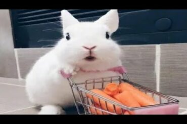 Funny And Cute Baby Bunny Rabbits Video - Baby Animals video Compilation