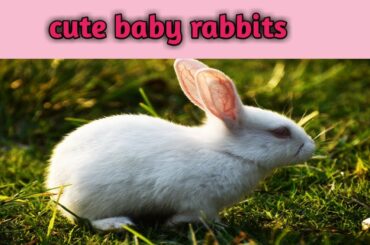 Cute baby rabbits