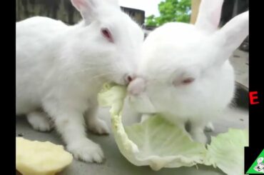 Funny and Cute Baby🐇 Bunny Rabbit Videos Baby Animal Video Compilation  ,Funny Dogs Cat Pets World