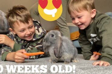 Hilarious Baby Rabbit Steals Carrot From The Kids!