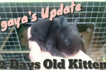 JEK PETS EP.50 | LIGAYA'S UPDATE "RABBIT WITH 12 DAYS OLD KITTENS" | BABY RABBITS / BUNNIES