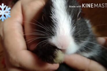 Rabbit cute baby