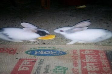 Cute baby bunnies are sharing a slice of orange