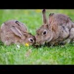 Rabbit eating food 😋| cute rabbit|  rabbit baby | HC. animals