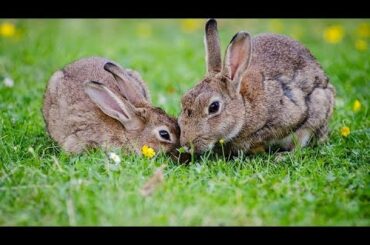 Rabbit eating food 😋| cute rabbit|  rabbit baby | HC. animals