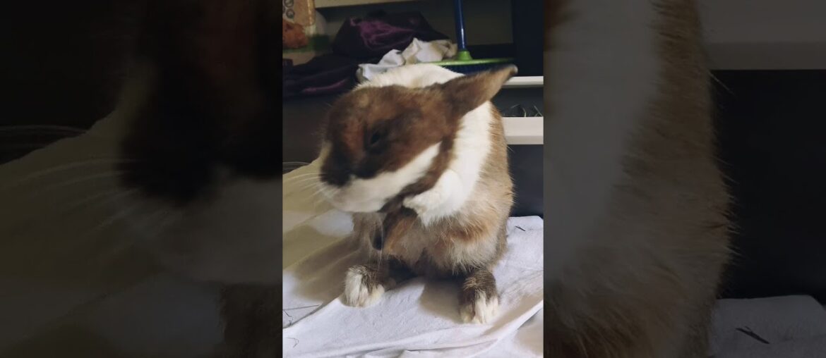 Cute bunny grooming 🐰🐇
