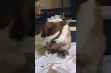 Cute bunny grooming 🐰🐇