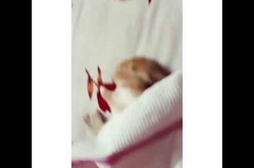 Adorable baby bunny sleeping