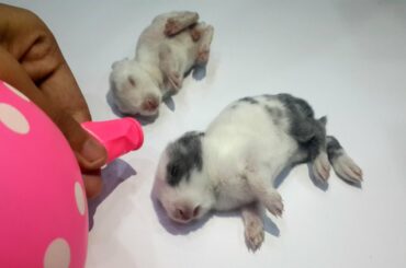 Waking Up Baby Bunnies By Balloon 🎈 | Rabbit ASMR