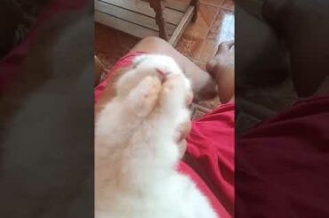 20days old Baby bunny cleaning his face