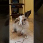 Awesome cute rabbit is eating herbs... And makes you smile #Bellino-TheWhiteNose