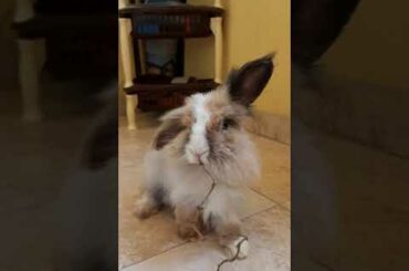 Awesome cute rabbit is eating herbs... And makes you smile #Bellino-TheWhiteNose