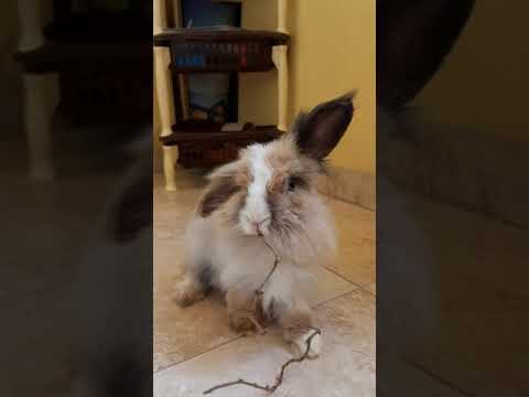 Awesome cute rabbit is eating herbs... And makes you smile #Bellino-TheWhiteNose