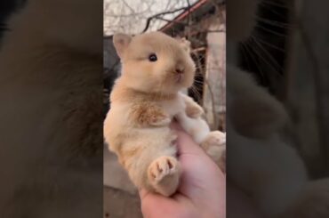 Baby bunny super cuteness