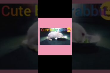 Cute baby rabit