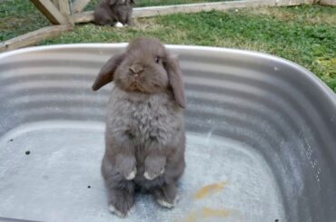 Prairie Dog Or Rabbit?