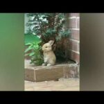 Cute rabbit eating 🤓🤓