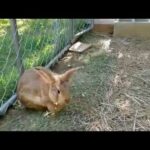 Rabbit Colony Update- Baby Rabbits?