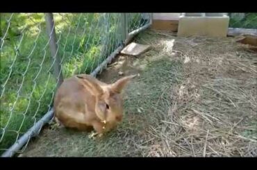 Rabbit Colony Update- Baby Rabbits?