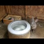 Are rabbits born cute?