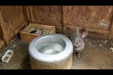 Are rabbits born cute?