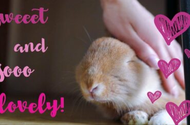 You're awsome, Eli! Lovely and so Cute Rabbit 💕