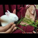 Baby Rabbit Eating Grass