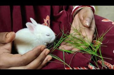 Baby Rabbit Eating Grass
