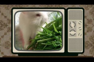 Baby bunny eating grass|| for first time ||19 day old baby bunny eating grass|| #cutestbabybunny