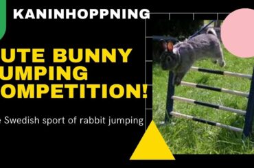 Kaninhoppning Hinder The Swedish Sport of BUNNY Rabbit Hopping Competition