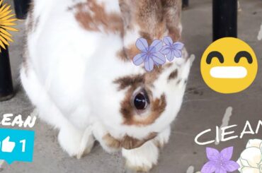 Self care is important - Choco the cute bunny rabbit cleans herself