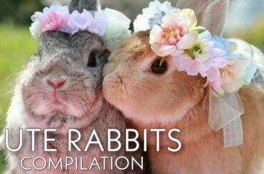 Funny Rabbits Compilation | Vlogs World