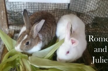 Romeo and Juliet Rabbits