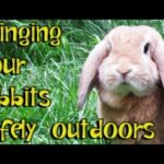 BudgetBunny: How To Safely Bring Your Rabbit Outdoors