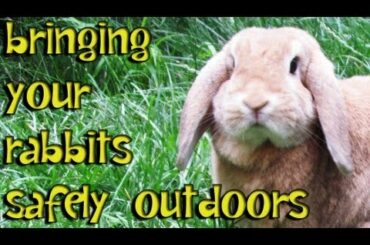 BudgetBunny: How To Safely Bring Your Rabbit Outdoors