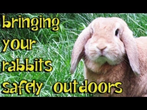 BudgetBunny: How To Safely Bring Your Rabbit Outdoors