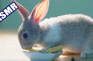 Pets ASMR 🥮🐇Rabbit Eating Biscuits