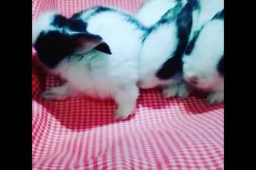Cute 🐰 Rabbit Baby