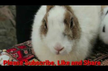 Funny baby bunny Rabbit videos compilation|save the beautiful newborn rabbit and build a mud 🏠