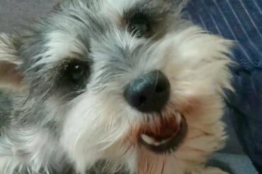 PUPPY EATING SERIES: #1 Rabbit Ear ASMR  |  (new series) cute puppy eating face