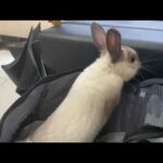 쪼꼬미 토끼 ‘그레이’ 동물병원에서 연맥 먹방 So cute rabbit “Gray” eating in the veterinary hospital