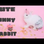 Cute Rabbit | Cute Rabbit doing funny things