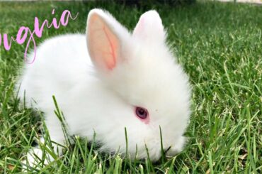 Funny Baby Bunny Rabbit Videos #33