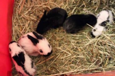 Raising baby rabbits