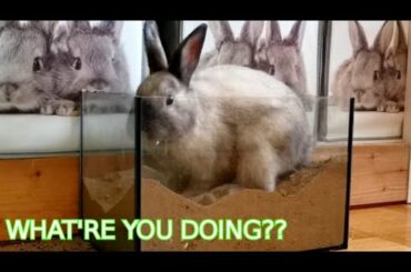 Funny and Cute Bunny Rabbit Videos. digging in a glass box.