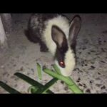 Cute Rabbit Eating vegetable .