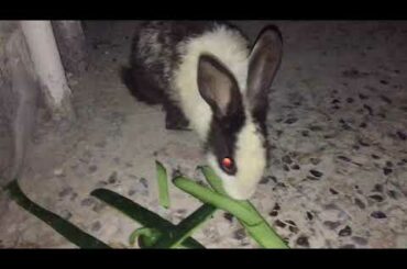 Cute Rabbit Eating vegetable .