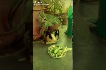 So cute rabbit 🐇🐇