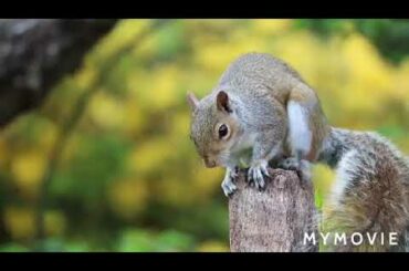 😍😍😍 animals WhatsApp status,,।।🤗🤗 cute rabbit status video।।🥰🥰🥰 positive status 🤔🤔🤔