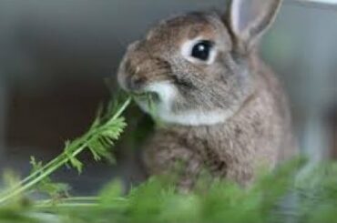 the rabbit eating vegetables - Funny and Cute Baby Bunny Rabbit Videos